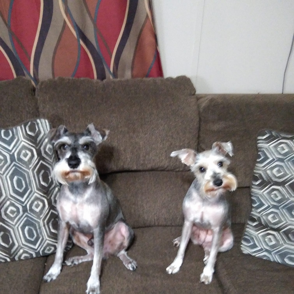 Meet your Posher, Lazaro